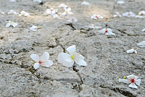 Many Vernicia fordii flowers are on the polygonal ground.ÃÂ  photo